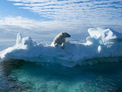 Polar bear on snowy ice floe in sea